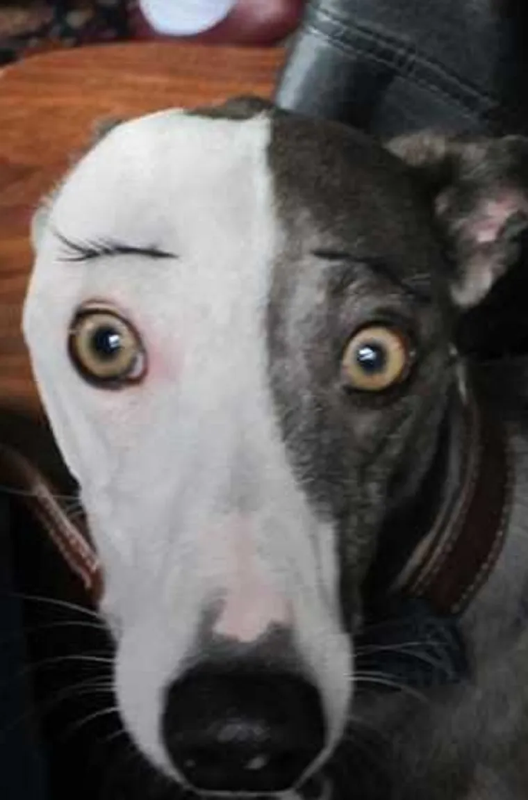 MORA SE BULJITI U NJIH: Čovjek ih ne može gledati, a da im se ne smije u facu