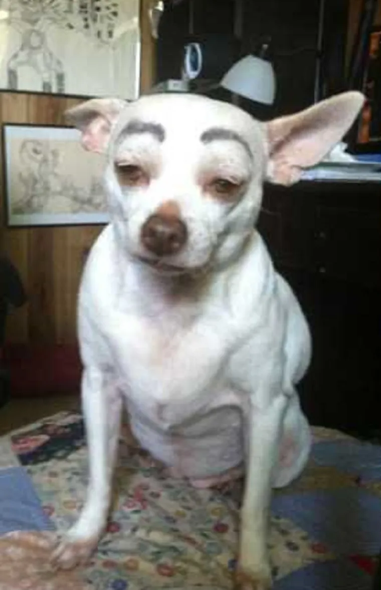 MORA SE BULJITI U NJIH: Čovjek ih ne može gledati, a da im se ne smije u facu