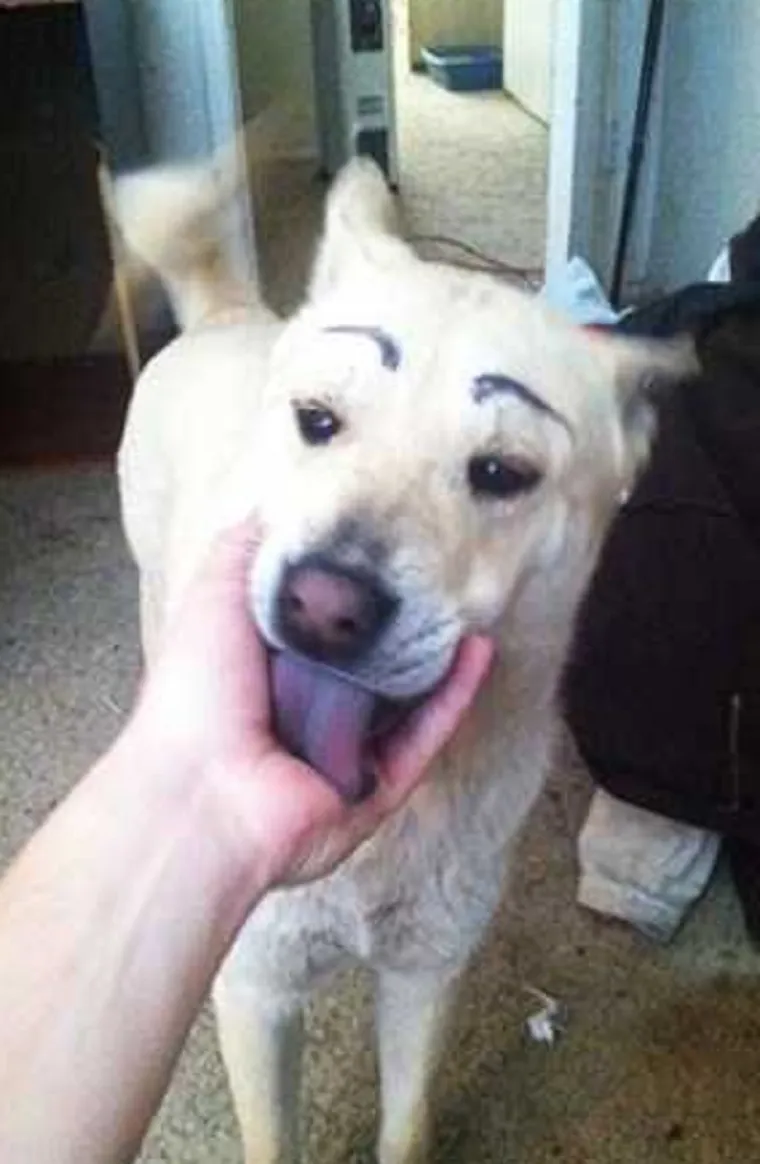 MORA SE BULJITI U NJIH: Čovjek ih ne može gledati, a da im se ne smije u facu