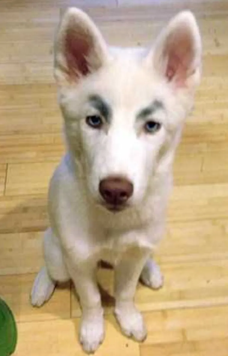 MORA SE BULJITI U NJIH: Čovjek ih ne može gledati, a da im se ne smije u facu