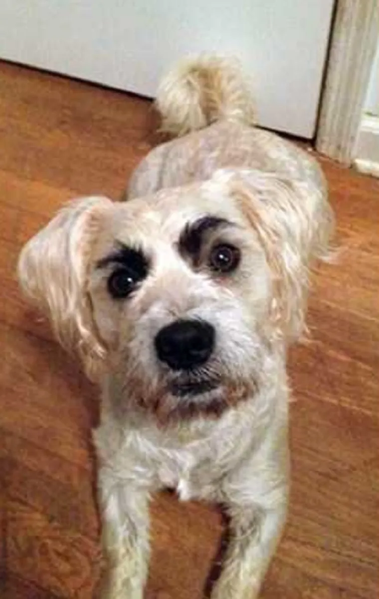 MORA SE BULJITI U NJIH: Čovjek ih ne može gledati, a da im se ne smije u facu