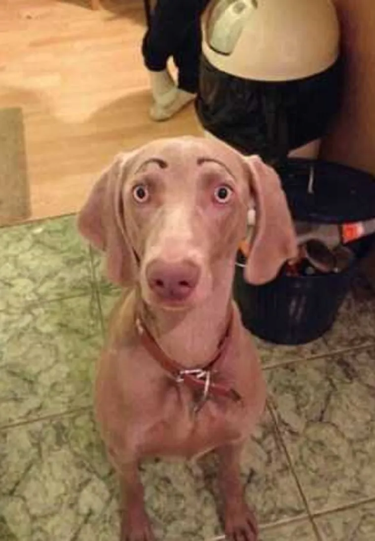 MORA SE BULJITI U NJIH: Čovjek ih ne može gledati, a da im se ne smije u facu