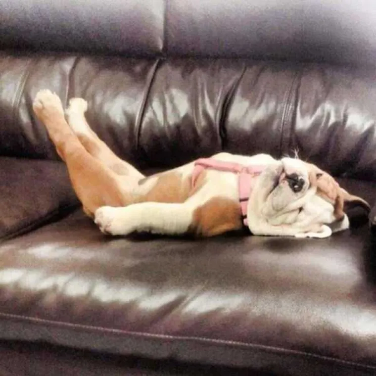 MORA IH SE VOLJETI: Ima ne&scaron;to u njihovoj slinavoj faci i buljavim očima