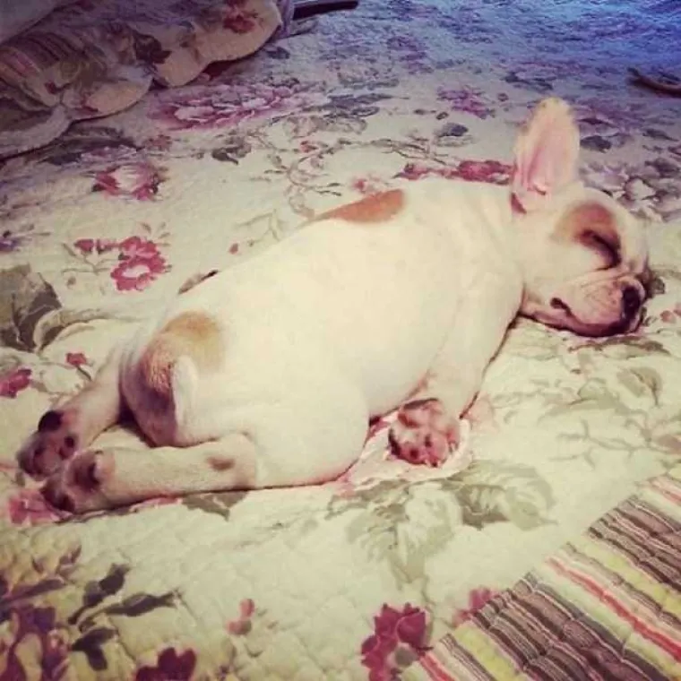 MORA IH SE VOLJETI: Ima ne&scaron;to u njihovoj slinavoj faci i buljavim očima