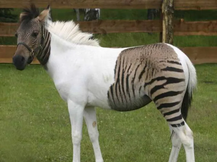 Vjerovali ili ne, na ovim fotkama nije uopće upotrebljen Photoshop. Možete li  protumačiti kako su nastale?