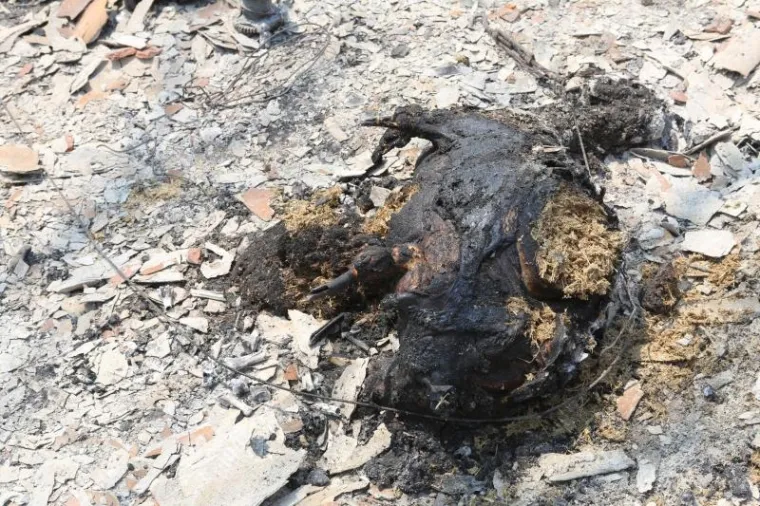 Stradale su i životinje na jednom OPG-u.