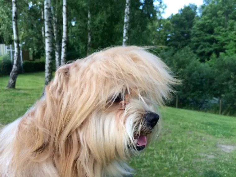 Mislili ste da je Donald Trump unikat? E pa nije, a ovo su stvari koje izgledaju poput njega