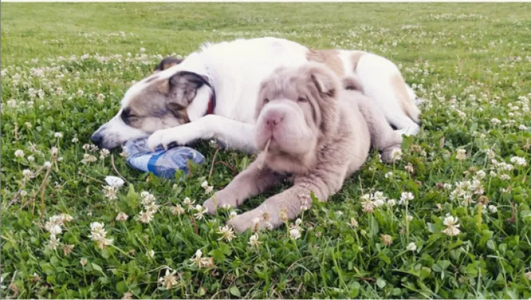 Ali je dobar prema svojoj seki Maxi.