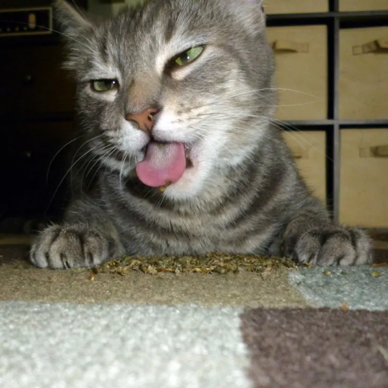 NADROGIRANE MAČKE: 'Napu&scaron;ile se' mačje trave, a ovo su posljedice