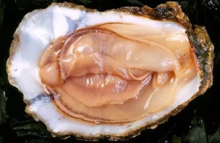 VAGINE U DIVLJINI! Pogledajte na kakve se sve prizore može naići u prirodi i društvu