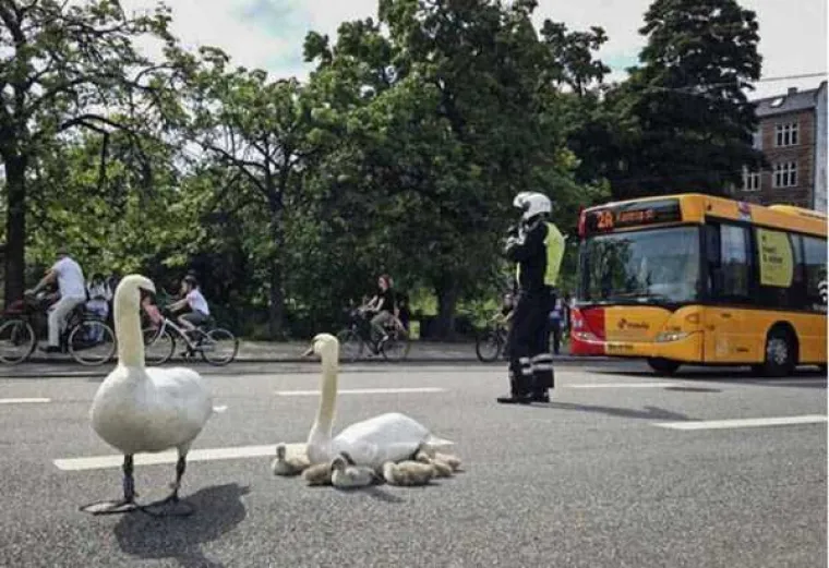 LUDE SLIKE: Čudne pojave koje se mogu vidjeti na cestama