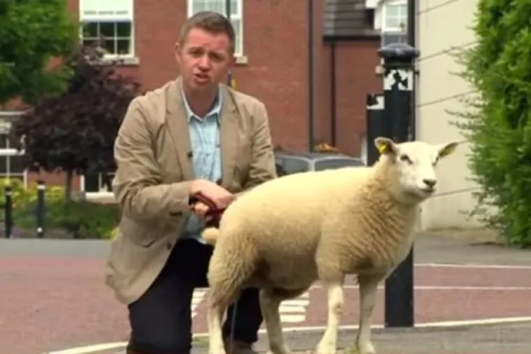 KAD ŽIVINE POLUDE: Životinje i televizija uživo nisu ba&scaron; pametna kombinacija