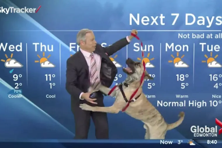 KAD ŽIVINE POLUDE: Životinje i televizija uživo nisu ba&scaron; pametna kombinacija