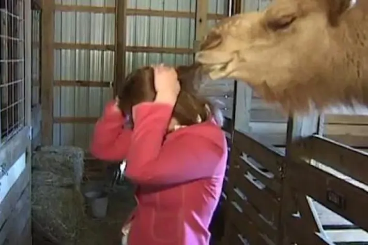 KAD ŽIVINE POLUDE: Životinje i televizija uživo nisu ba&scaron; pametna kombinacija