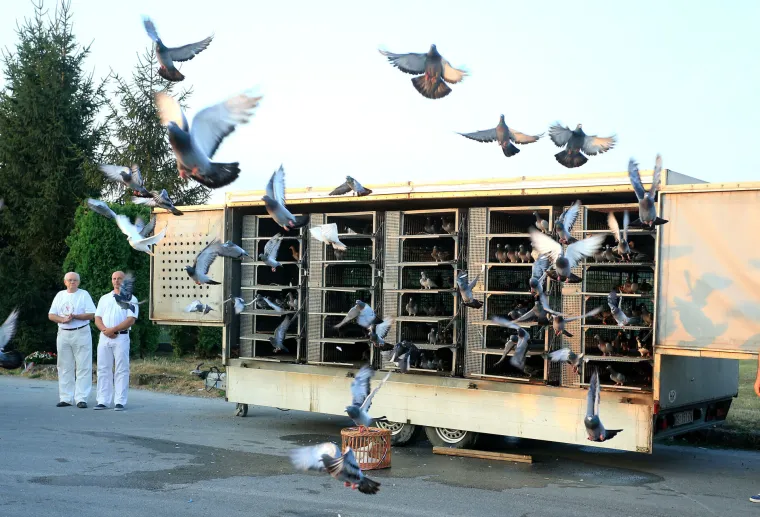 Tisuće golubova, simbola mira, odletjelo iz Vukovara prema Kninu gdje danas slavimo 'Oluju'