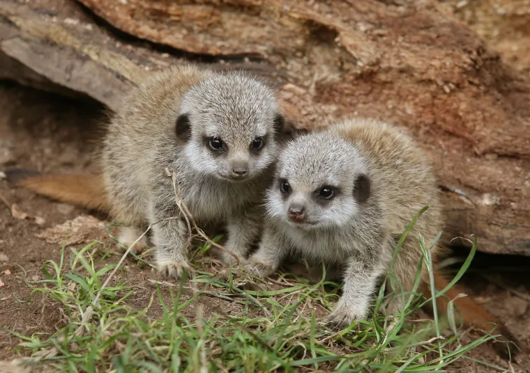'Slatki&scaron;i' u ZOO-u kod Edinbourgha: mladunci merkata spremno pozirali fotografu