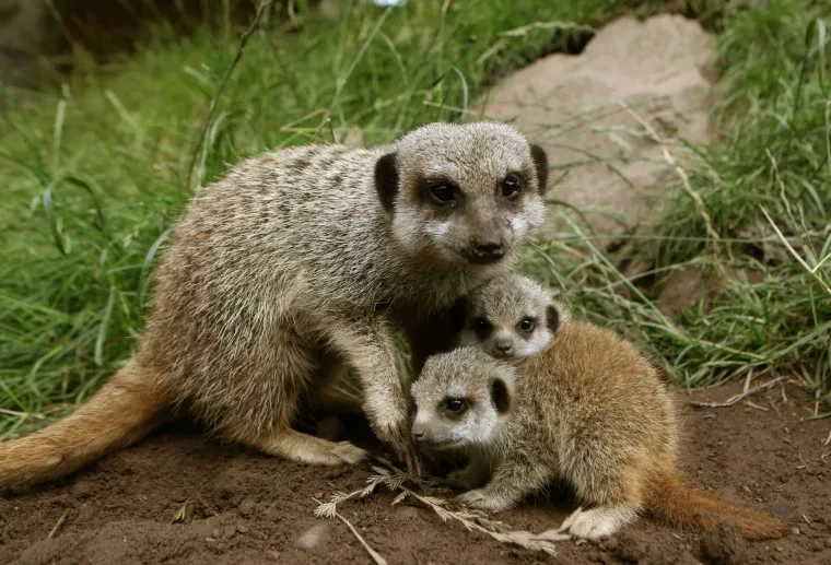 'Slatki&scaron;i' u ZOO-u kod Edinbourgha: mladunci merkata spremno pozirali fotografu