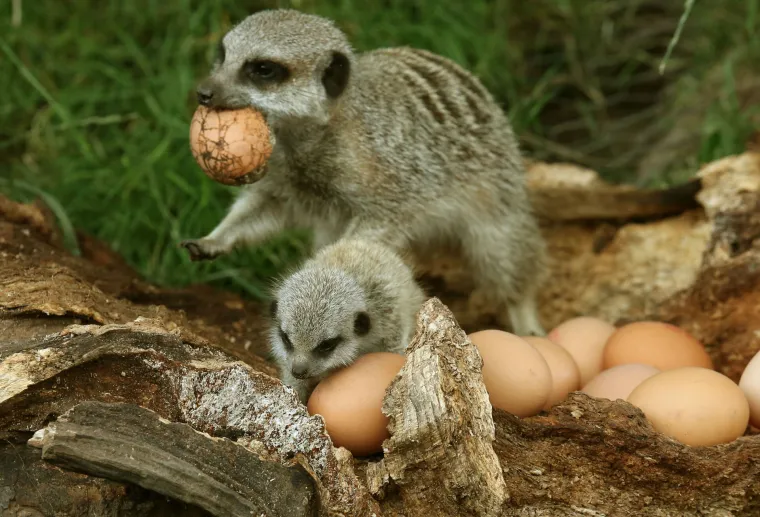 'Slatki&scaron;i' u ZOO-u kod Edinbourgha: mladunci merkata spremno pozirali fotografu