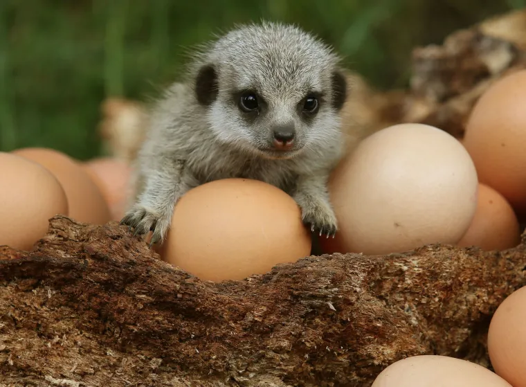 'Slatki&scaron;i' u ZOO-u kod Edinbourgha: mladunci merkata spremno pozirali fotografu