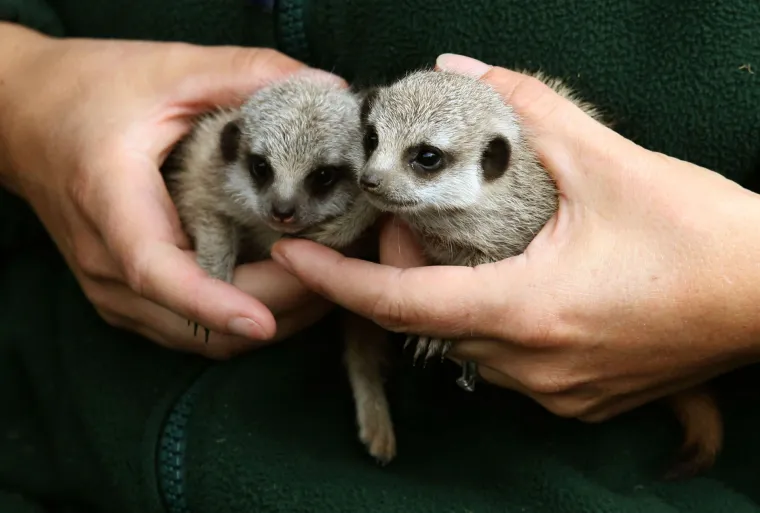 'Slatki&scaron;i' u ZOO-u kod Edinbourgha: mladunci merkata spremno pozirali fotografu
