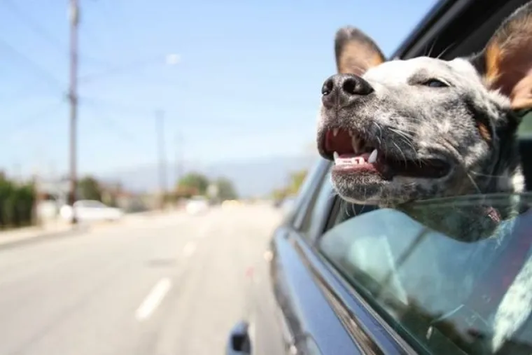 Za razliku od mačaka, koje uživaju samo kada netko pati, uglavnom zbog njih, psi znaju uživati u svim životnim radostima. Jedna od njih je vožnja autom s otvorenim prozorom.