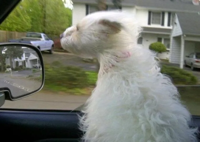 VAU, ČOVJEČE! Nitko ne uživa u vožnji poput ovih pasa