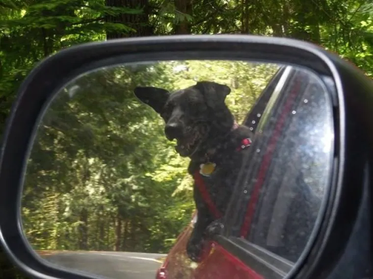 VAU, ČOVJEČE! Nitko ne uživa u vožnji poput ovih pasa