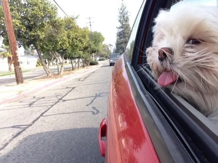 VAU, ČOVJEČE! Nitko ne uživa u vožnji poput ovih pasa