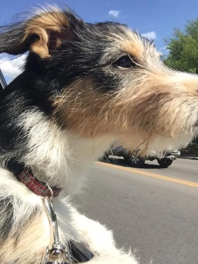 VAU, ČOVJEČE! Nitko ne uživa u vožnji poput ovih pasa