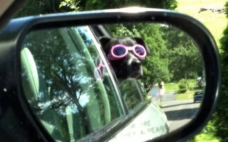 VAU, ČOVJEČE! Nitko ne uživa u vožnji poput ovih pasa