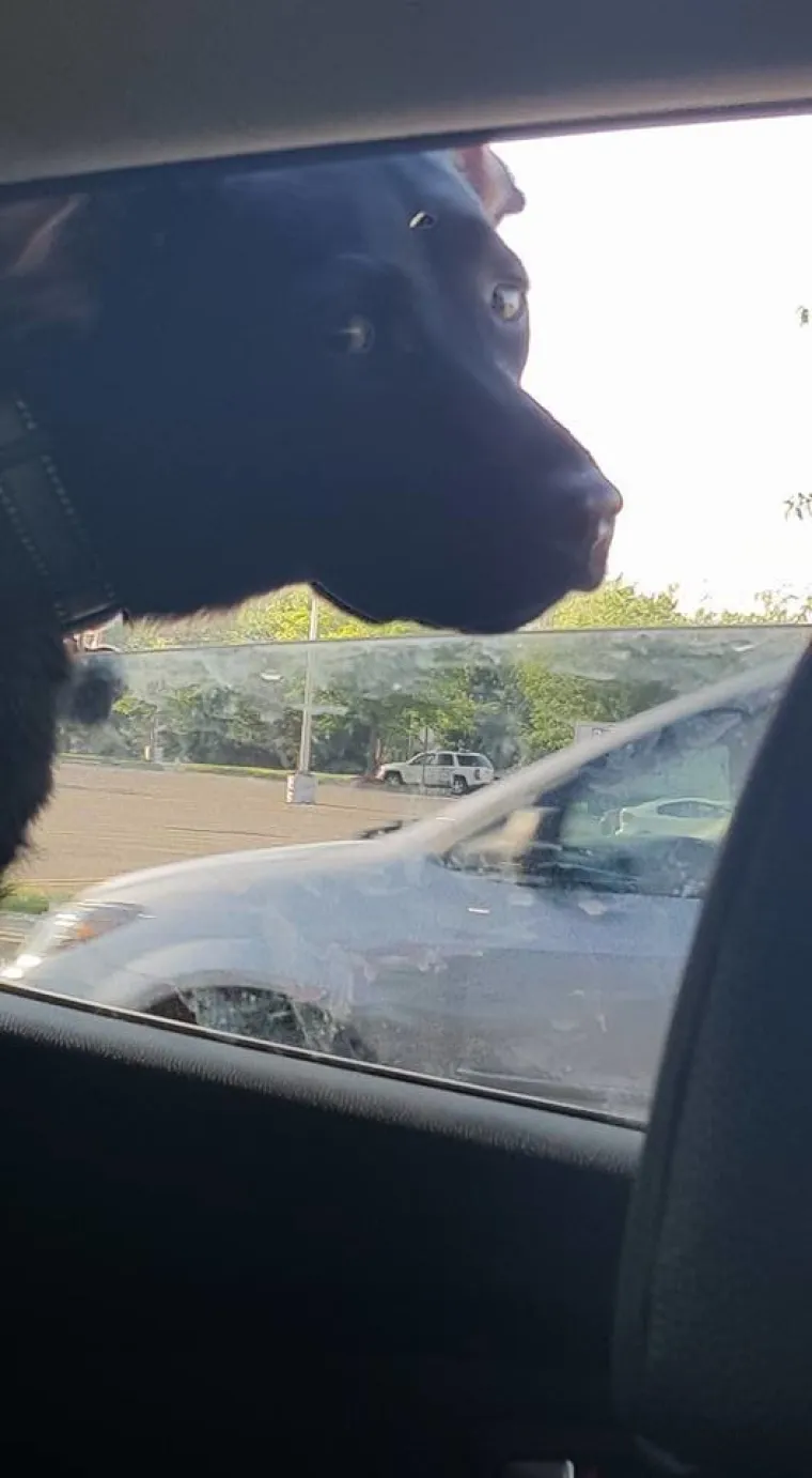 VAU, ČOVJEČE! Nitko ne uživa u vožnji poput ovih pasa