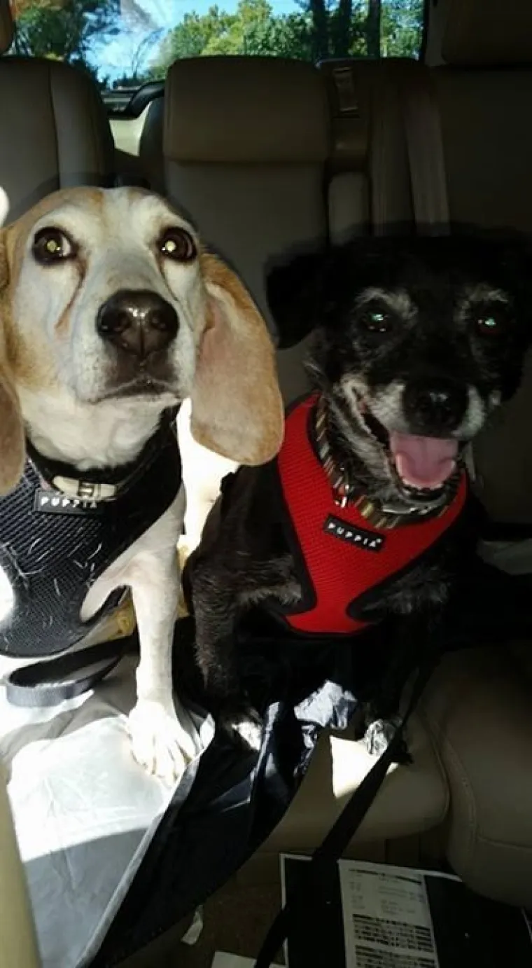 VAU, ČOVJEČE! Nitko ne uživa u vožnji poput ovih pasa