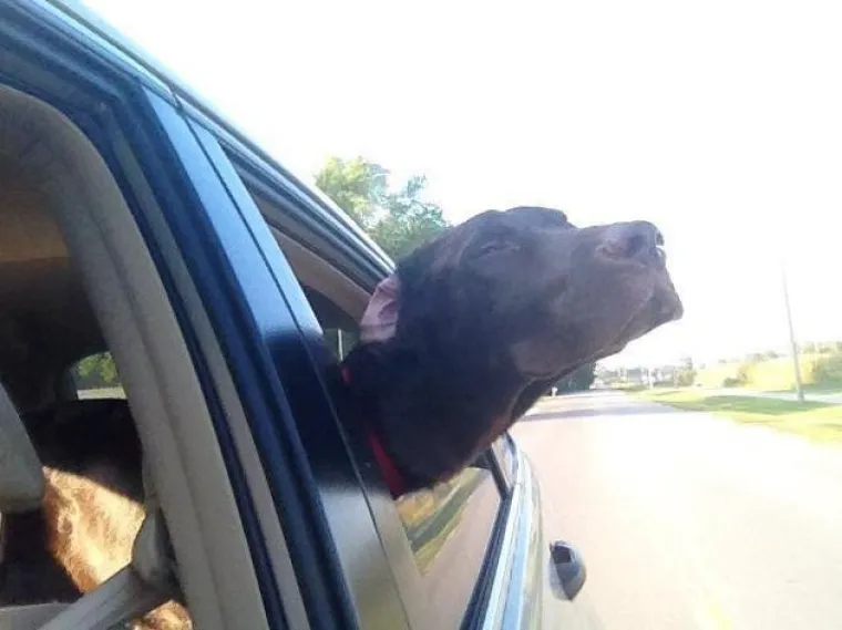 VAU, ČOVJEČE! Nitko ne uživa u vožnji poput ovih pasa