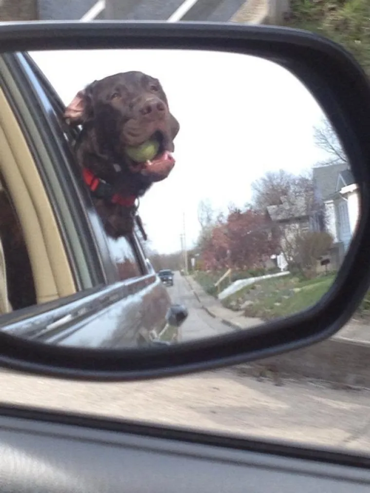 VAU, ČOVJEČE! Nitko ne uživa u vožnji poput ovih pasa