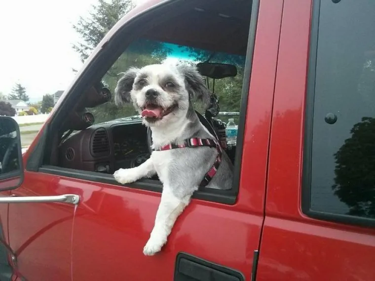 VAU, ČOVJEČE! Nitko ne uživa u vožnji poput ovih pasa