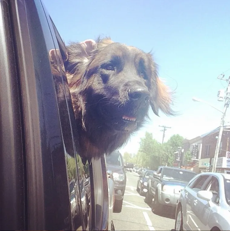 VAU, ČOVJEČE! Nitko ne uživa u vožnji poput ovih pasa