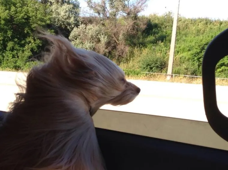 VAU, ČOVJEČE! Nitko ne uživa u vožnji poput ovih pasa