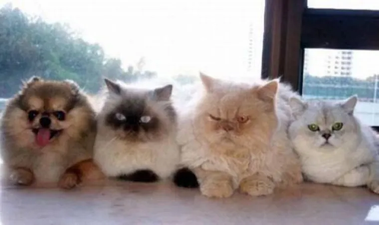 PREPOZNAJTE ULJEZA! Valjda jedino oni misle da se uklapaju, ostalima je sve jasno