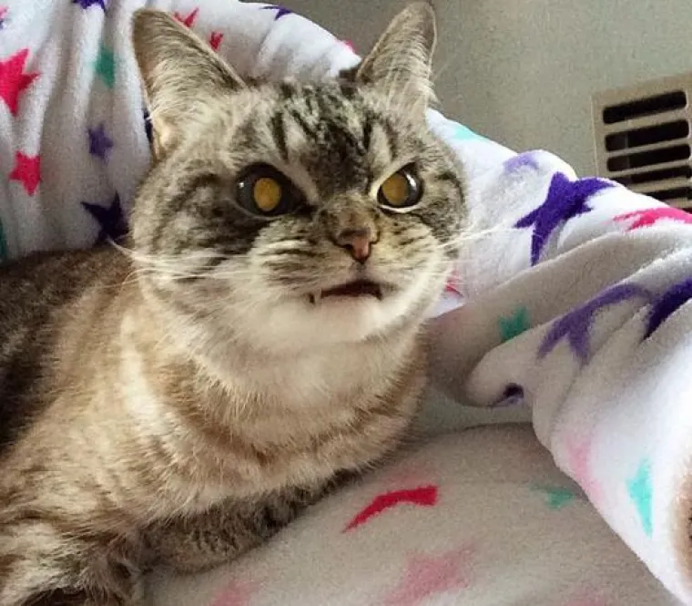 Ponekad nas vide kao neodoljiivi komad mesa