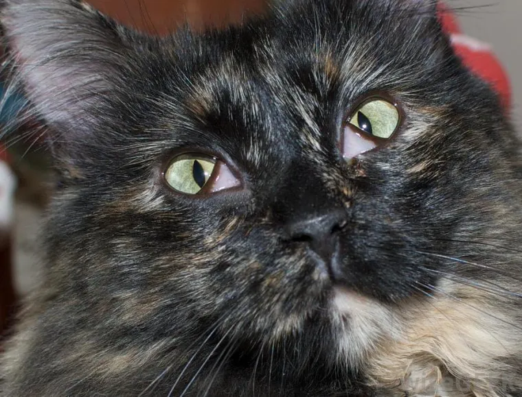 Pogledajte im samo oči!