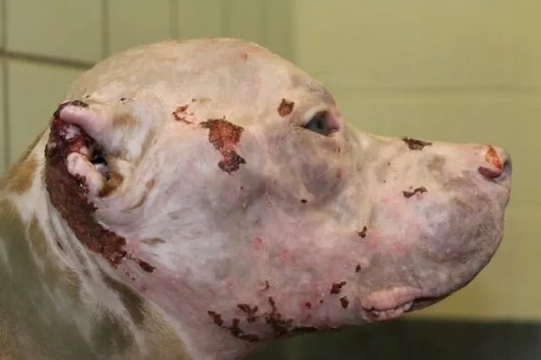 Kiselina joj je otopila uho, spalila oči i cijelu kožu na glavi. Prihvatili&scaron;te je počelo prikupljati donacije za operaciju koja bi Rosie mogla spasiti vid.