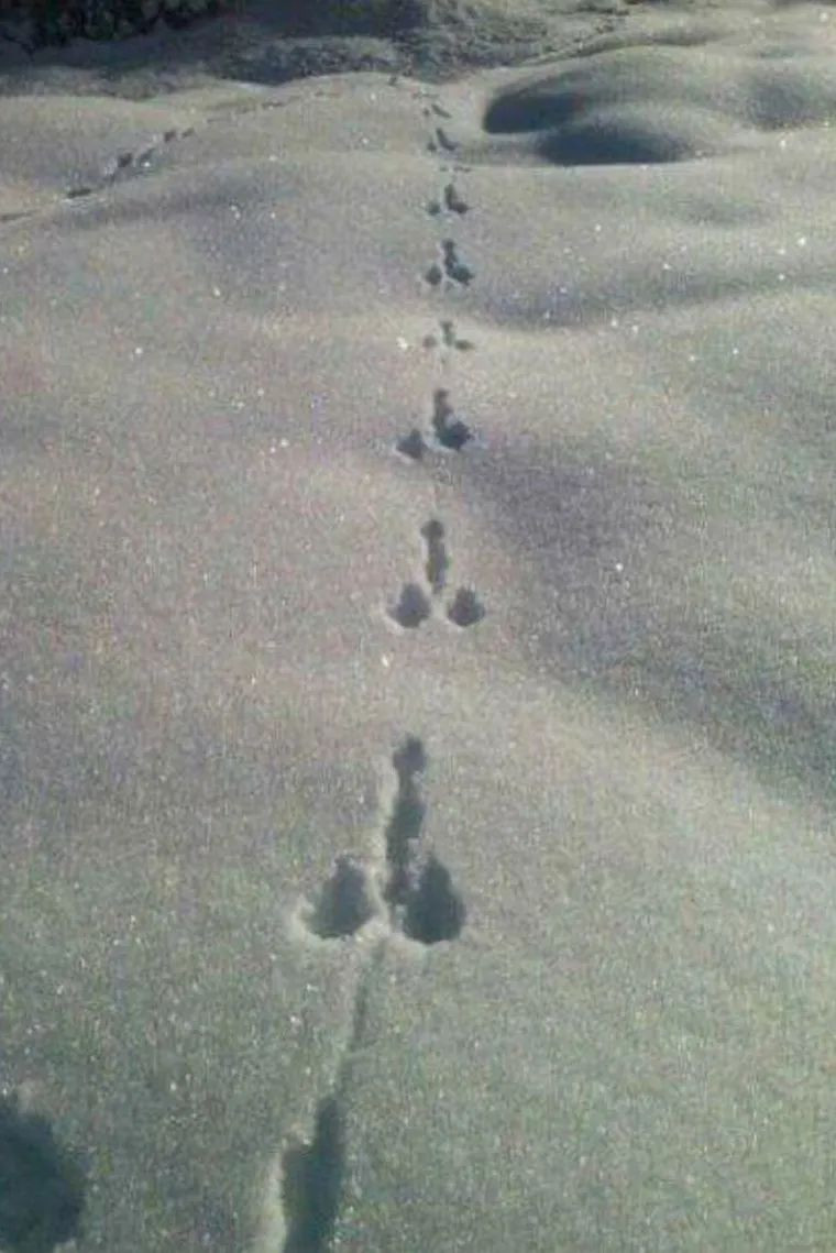 Na što vas podsjećaju ovi sasvim nevini prizori?