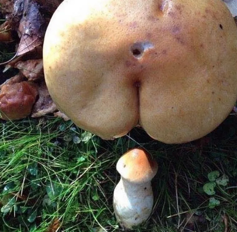 Na &scaron;to vas podsjećaju ovi sasvim nevini prizori?