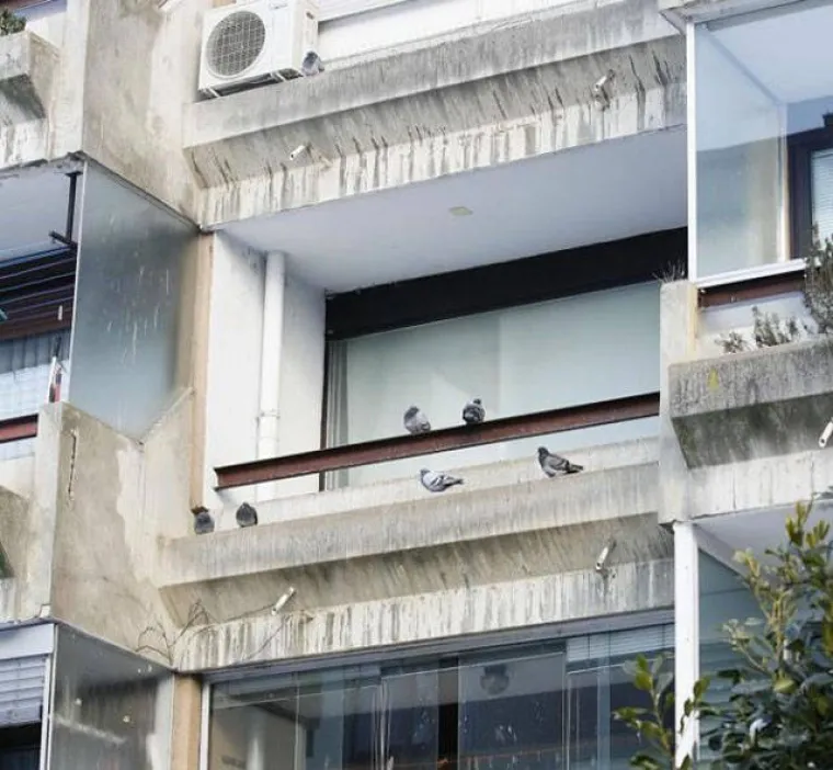 Prema pričama koje kruže internetom, jedna je aktivistica za prava životinja iz Slovenije odlučila udomiti golubove, a ovo su posljedice.