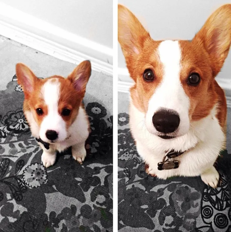 NEODOLJIVO DIVNI: Pogledajte u &scaron;to se to pretvore preslatki &scaron;tenci