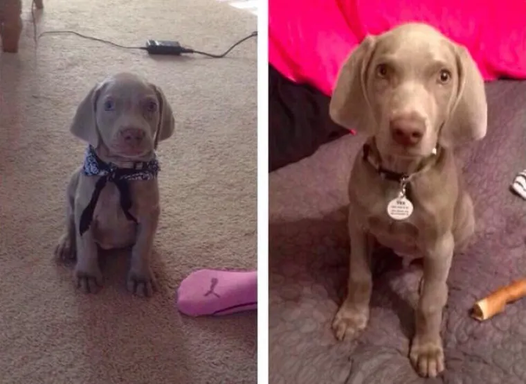 NEODOLJIVO DIVNI: Pogledajte u &scaron;to se to pretvore preslatki &scaron;tenci