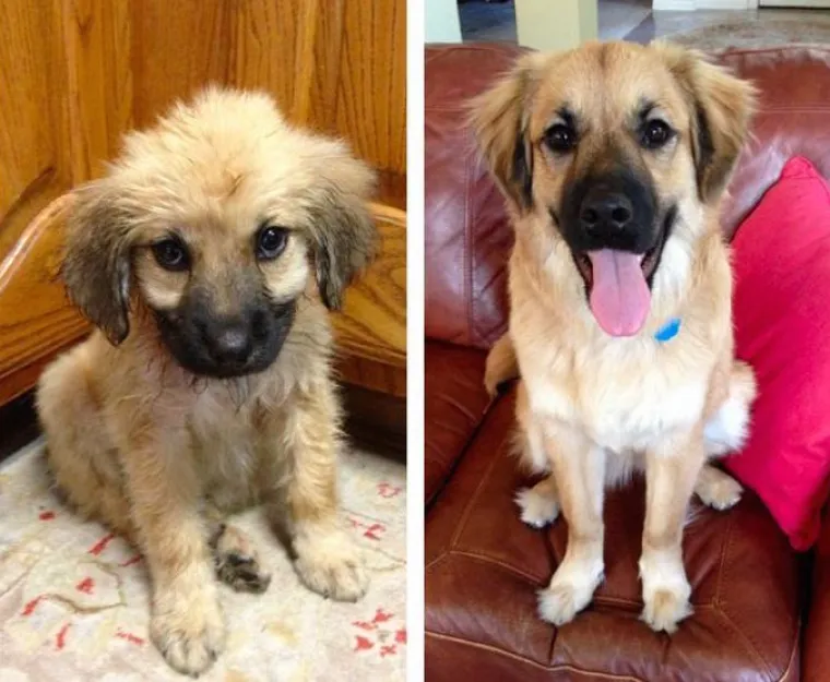 NEODOLJIVO DIVNI: Pogledajte u &scaron;to se to pretvore preslatki &scaron;tenci