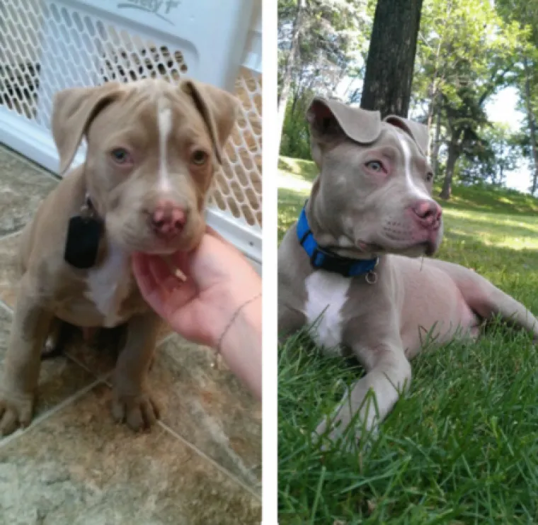 NEODOLJIVO DIVNI: Pogledajte u &scaron;to se to pretvore preslatki &scaron;tenci