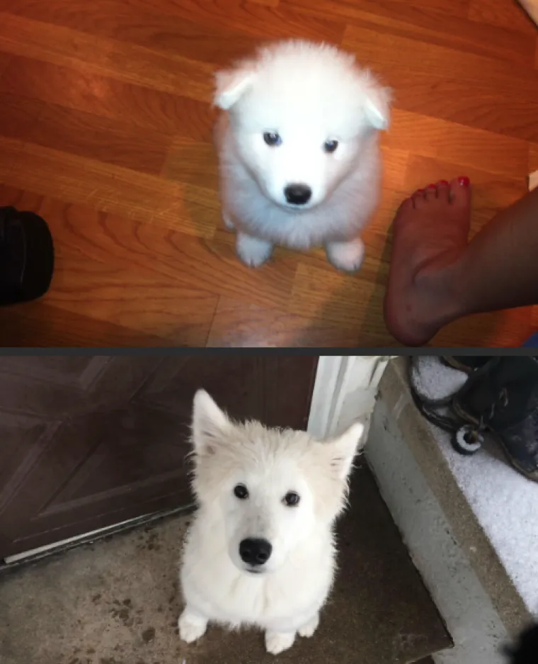 NEODOLJIVO DIVNI: Pogledajte u &scaron;to se to pretvore preslatki &scaron;tenci