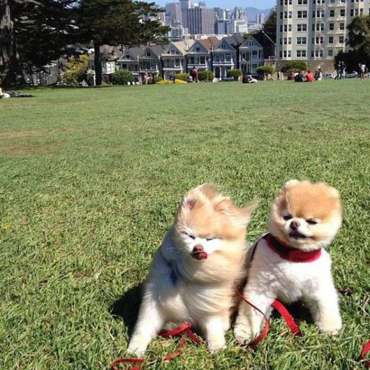 Jak vjetar poigrao se s njihovim lepr&scaron;avim haljinicama, ali prema drugim stvarima nema milosti